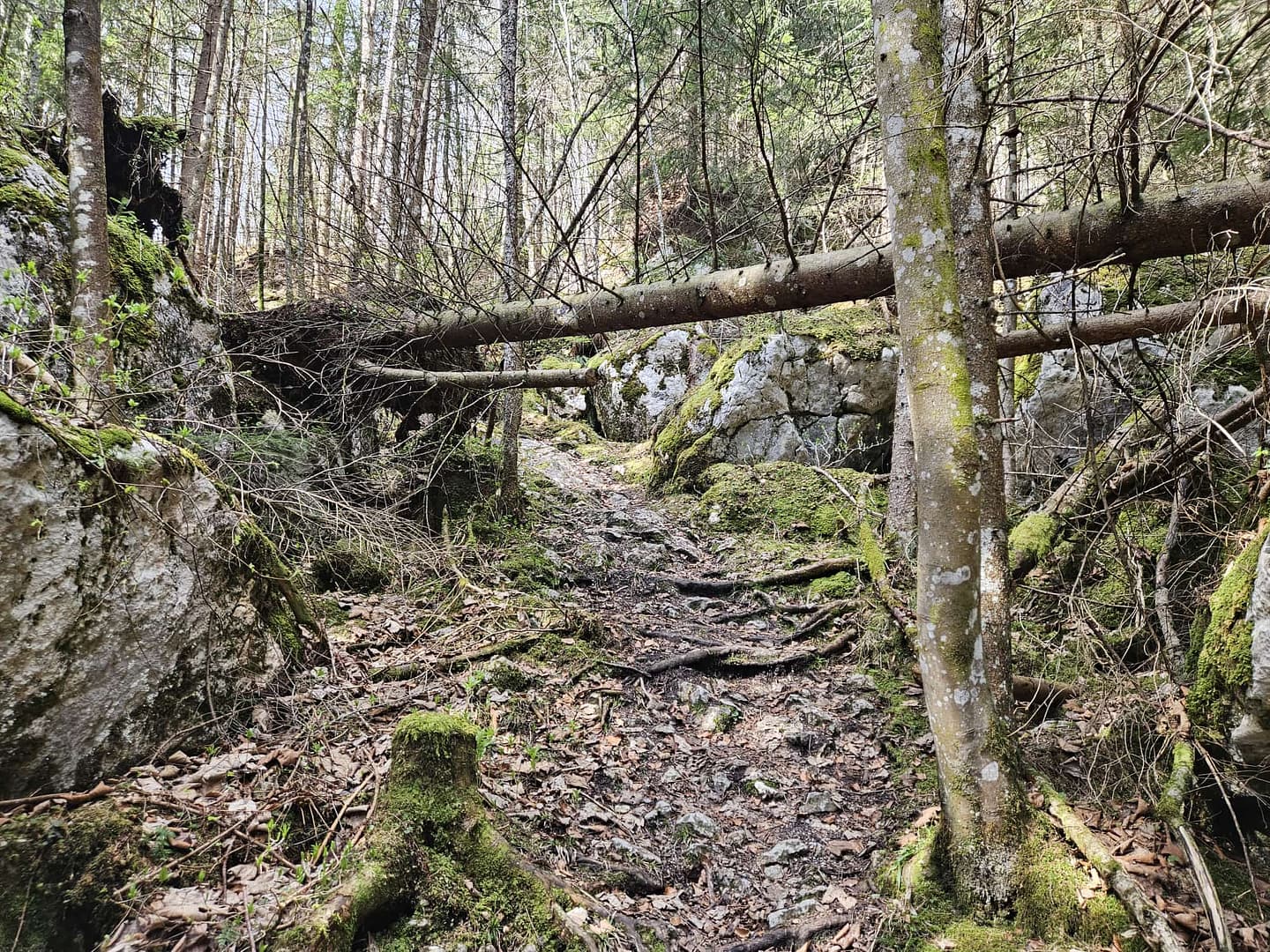Pletzachkogel 1.544 (Wanderung) Pletzachkogel 1.544 Wanderung 4