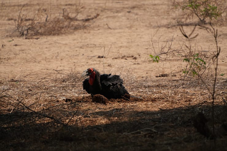Lower Zambezi Nationalpark - Game drive Lower Zambezi Nationalpark 9 1
