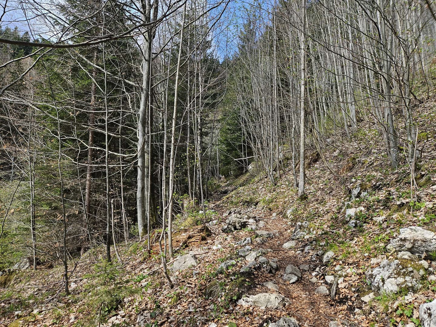 Pletzachkogel 1.544 (Wanderung) Pletzachkogel 1.544 Wanderung 5