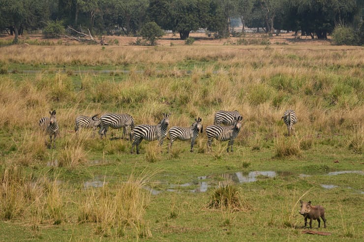 Lower Zambezi Nationalpark - Game drive WhatsApp Image 2026 05 27 at 16.00.13