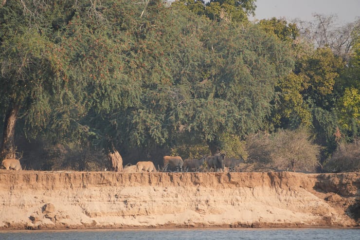 Lower Zambezi Nationalpark - Game drive Lower Zambezi Nationalpark 34