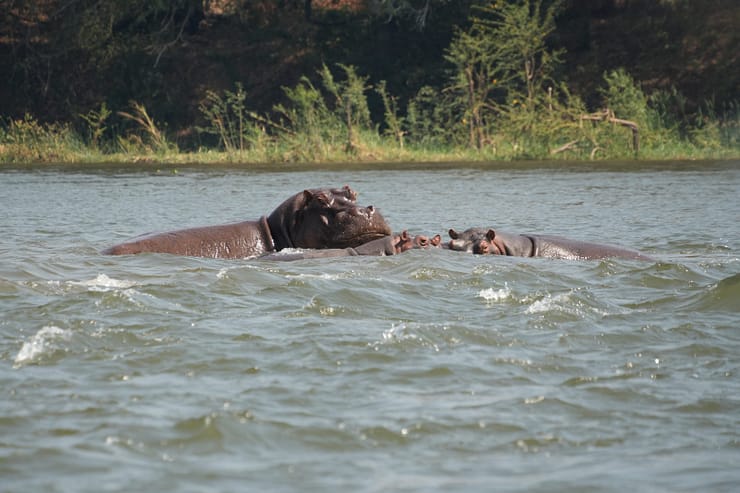 Lower Zambezi Nationalpark - Game drive Lower Zambezi Nationalpark 35